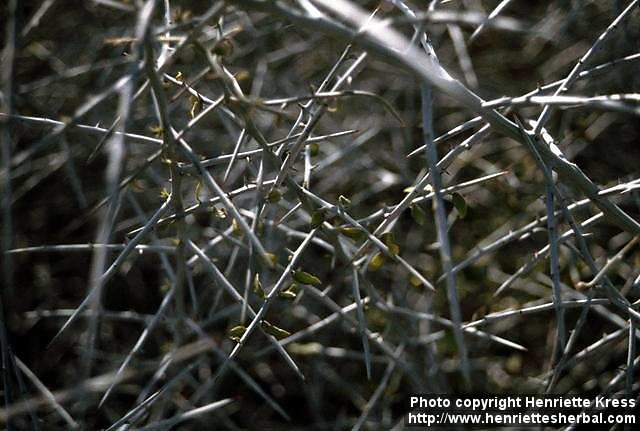 معرفی و راهنمای پرورش گیاهان دارویی - ترنجبین ایرانی